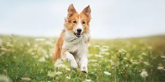 Ein Hund läuft über eine Wiese