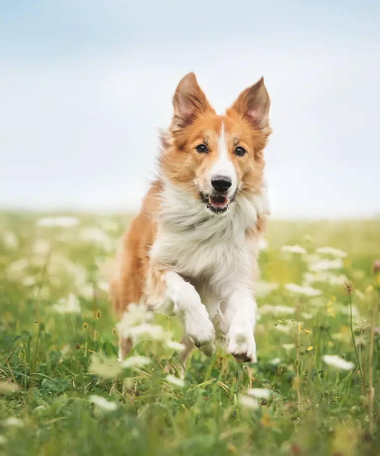 Ein Hund läuft über eine Wiese