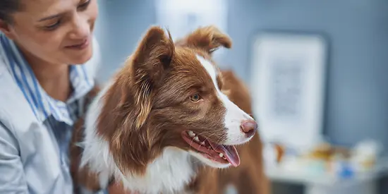 Ein Hund beim Tierarzt ist mit einer Krankenversicherung sinnvoll abgesichert.