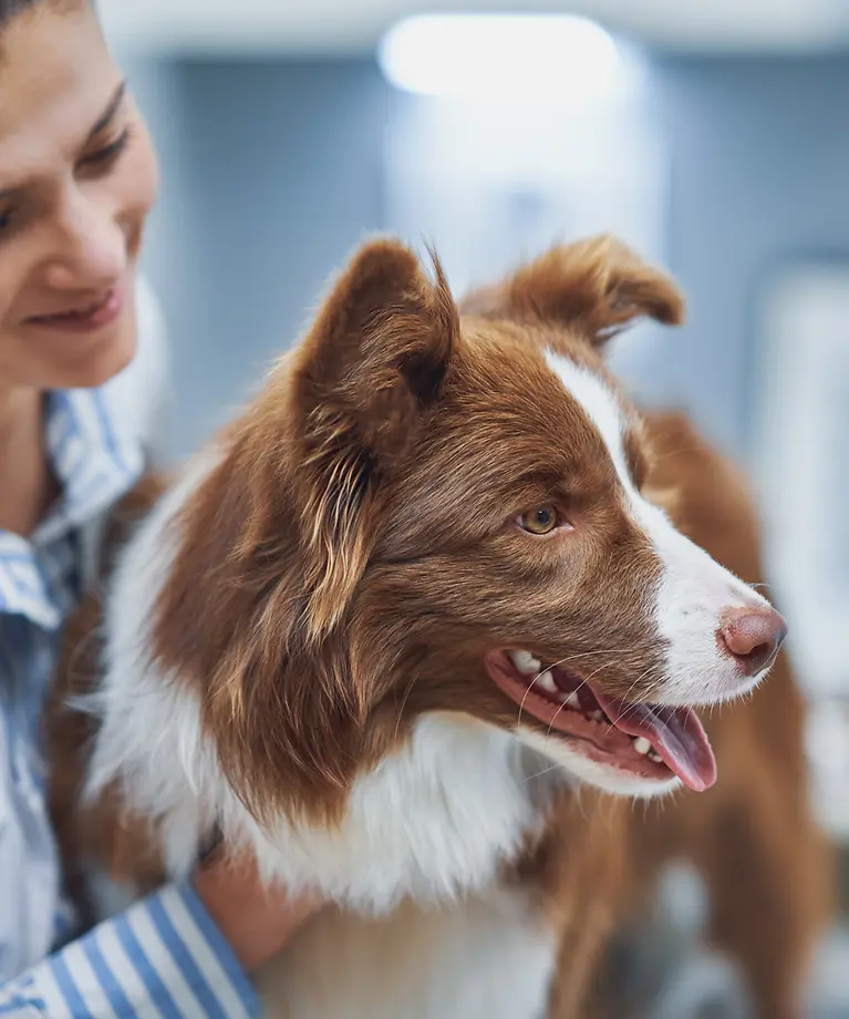 Ein Hund beim Tierarzt ist mit einer Krankenversicherung sinnvoll abgesichert.