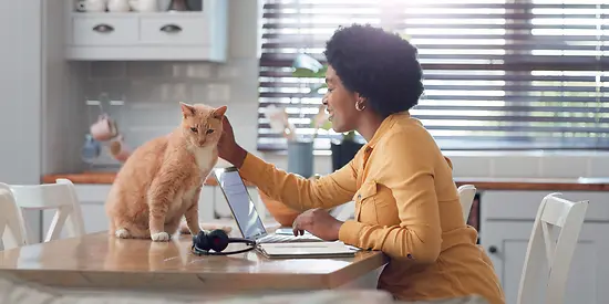 Eine Frau informiert sich am Laptop über Katzenversicherungen, die sofort greifen.