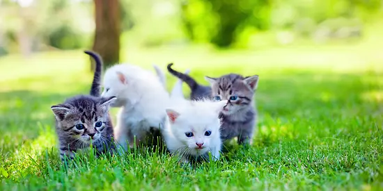 Man sieht vier Katzenbabys, die im Gras laufen.