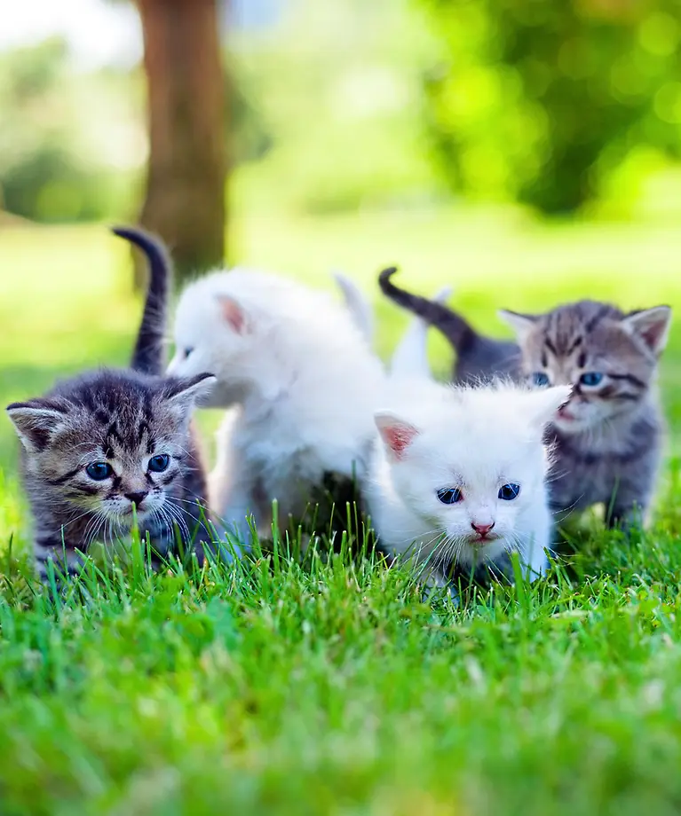 Man sieht vier Katzenbabys, die im Gras laufen.