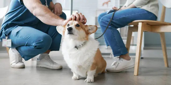 Ein Hund sitzt im Wartezimmer und wird von einem Tierarzt gestreichelt.