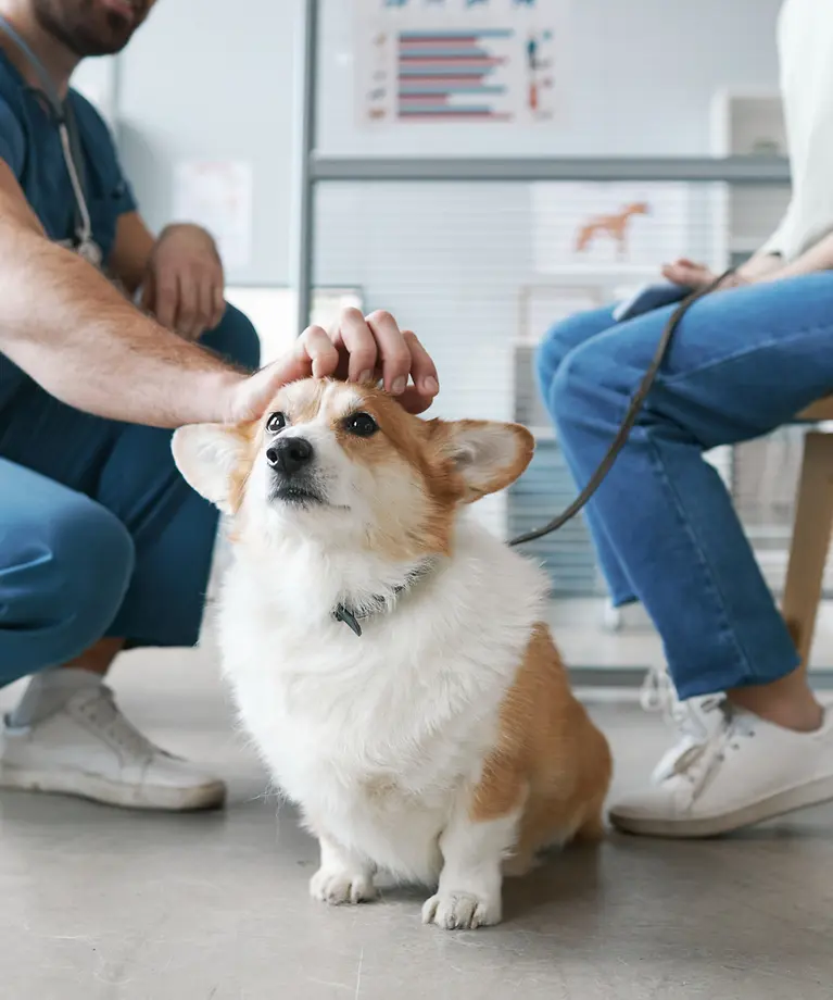 Ein Hund sitzt im Wartezimmer und wird von einem Tierarzt gestreichelt.