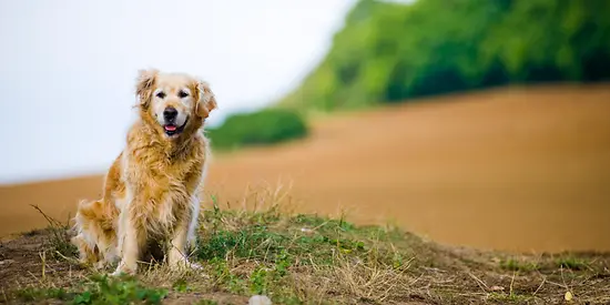 Ein älterer Hund liegt glücklich auf einer Wiese.