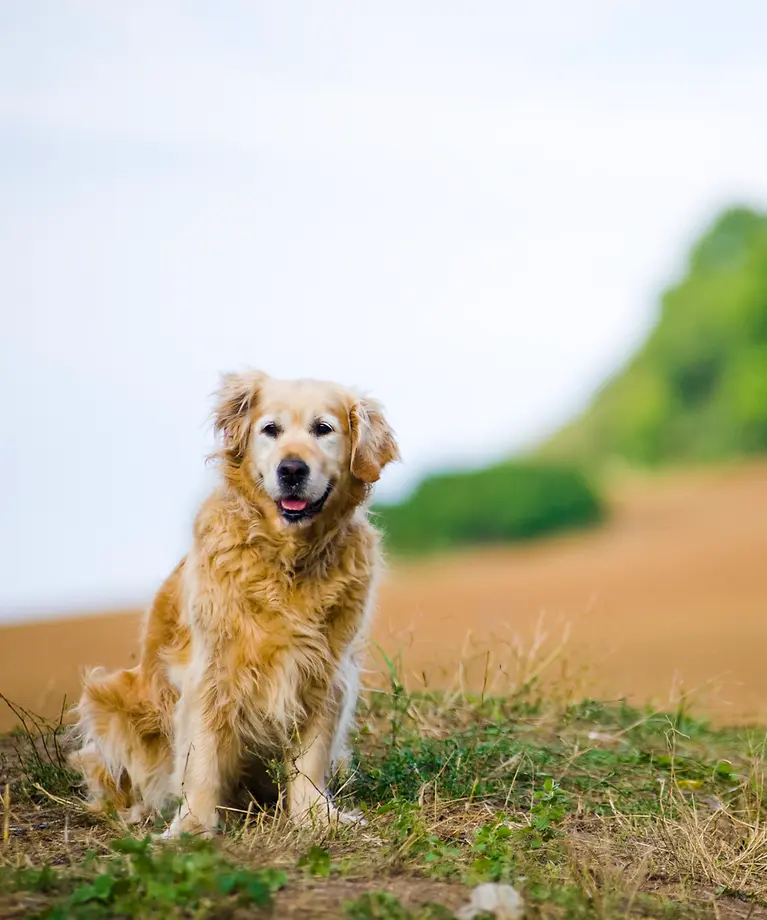 Ein älterer Hund liegt glücklich auf einer Wiese.