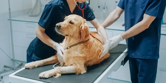 Ein Hund ist nach einer OP mit Verband an der Pfote beim Tierarzt zur Nachbehandlung.