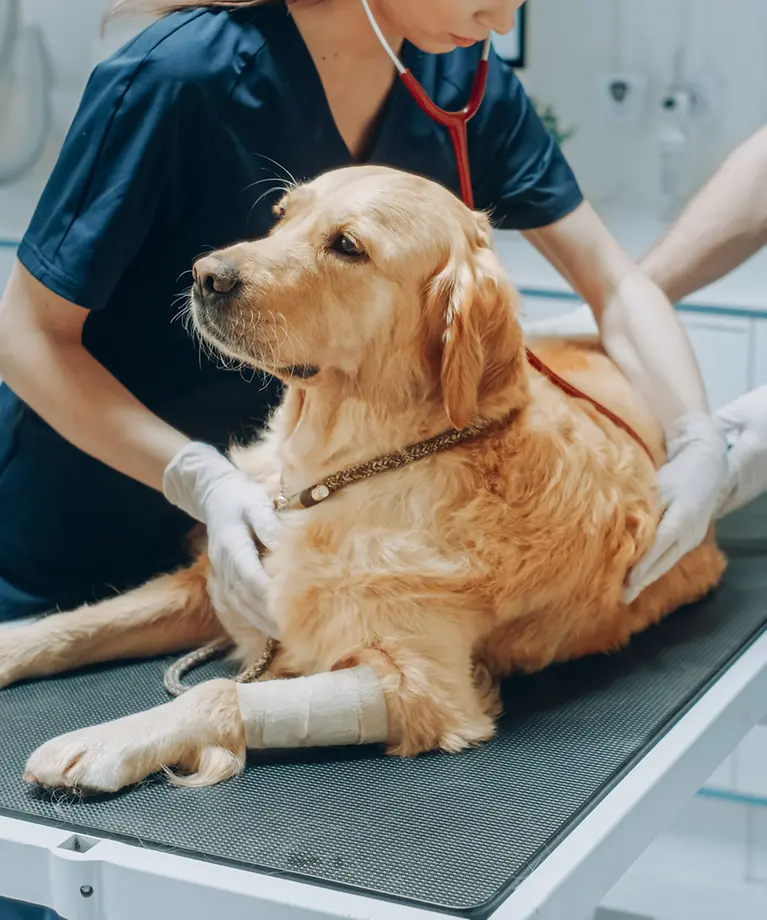 Ein Hund ist nach einer OP mit Verband an der Pfote beim Tierarzt zur Nachbehandlung.