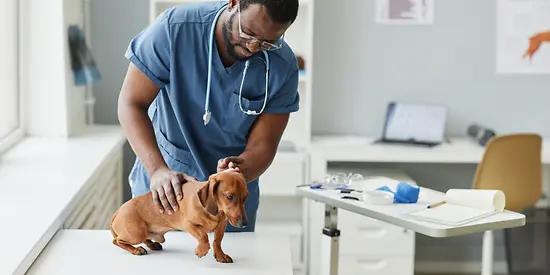 Ein Hund wird von einer Tierarzthelferin untersucht. 