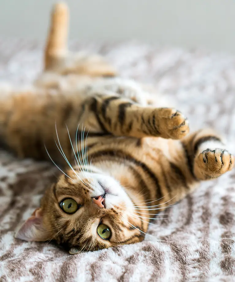 Eine Katze liegt mit dem Rücken auf einer Decke und schaut in die Kamera.